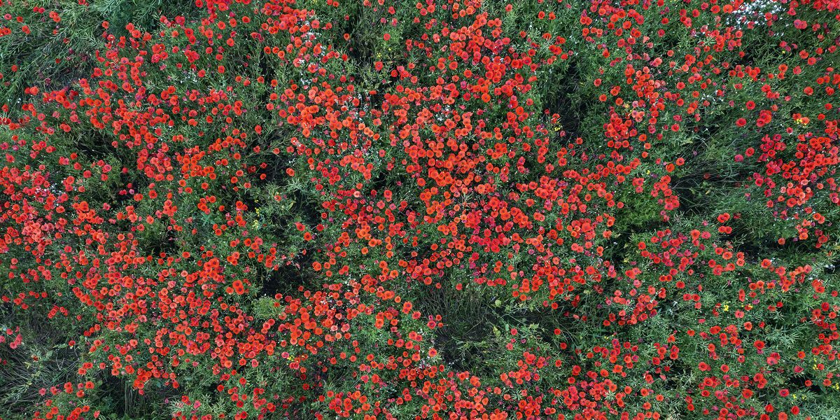 drone view across a field with poppies