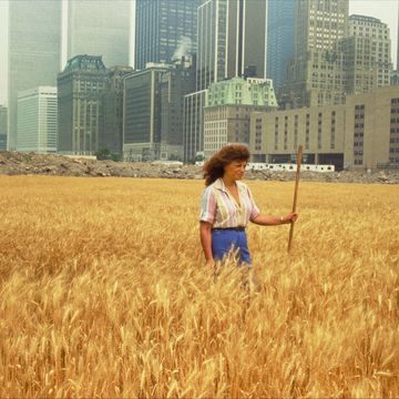 People in nature, Field, Grass, Grass family, Plant, Summer, Wheat, Crop, Fun, Agriculture, People in nature, Field, Grass, Grass family, Plant, Summer, Wheat, Crop, Fun, Agriculture,